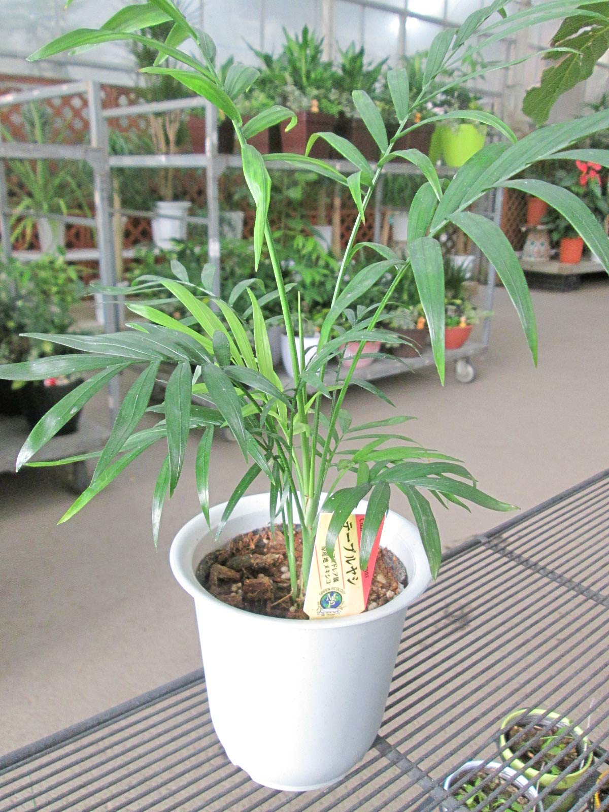 Amazon｜テーブルヤシ 4号｜観葉植物 オンライン通販
